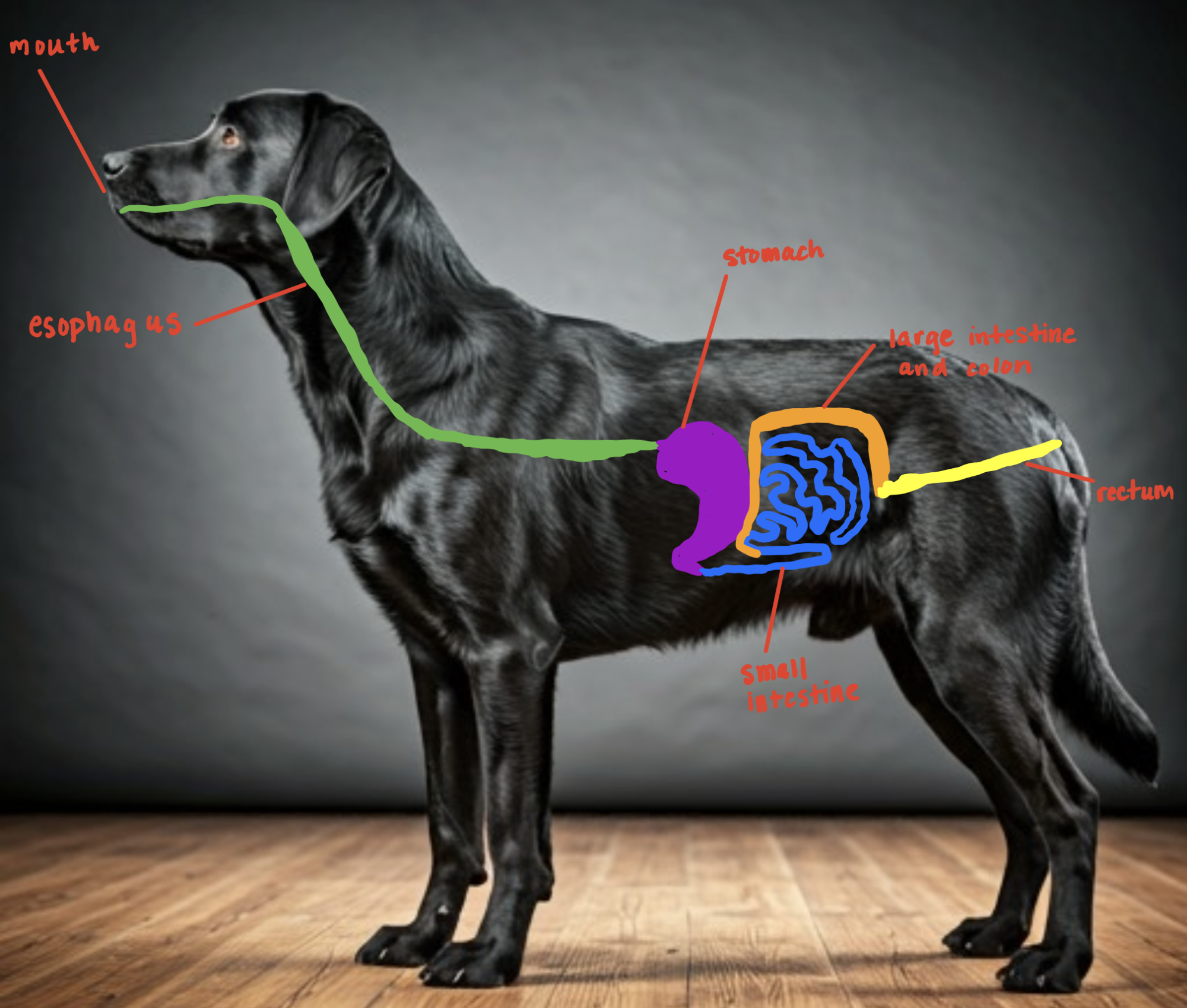 Image of a dog viewed from the side. Drawings display the digestive system beginning at the mouth, then crossing the neck and thorax as the esophagus, and then traveling through abdomen to the stomach, small intestine, large intestine and colon, and finally ending under the base of the tail at the rectum.